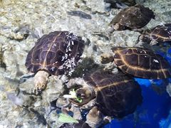 -顺德南宏海立方海洋公园