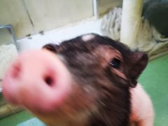 -藦茜花园宠物主题亲子互动体验馆(国顺东路店)