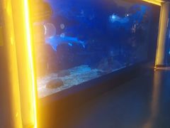 -烟台海昌鲸鲨海洋公园