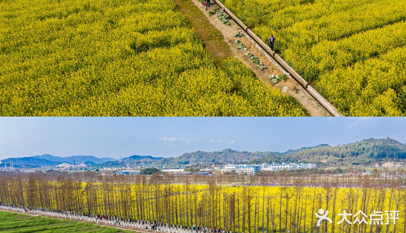 珠海网红点新年游花海斗门新村油菜花田