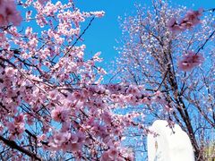-桃花堤公园