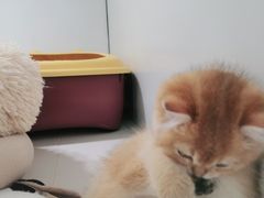 -1013 PET SHOP精品宠物商店(丁香店)