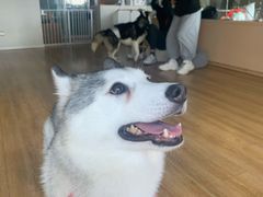 -Husky Go! 哈士奇体验馆·宠物咖啡厅狗咖
