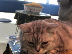 -平行世界·猫咖(首经贸店)