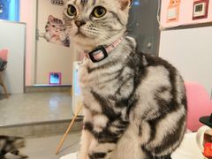-三花喵·撸猫购宠·宠物生活馆(虹桥南丰城店)