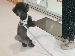 -帕帕拉兹宠物(亚洲旗舰店)