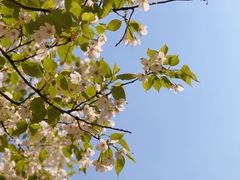 -天王浮山樱花园