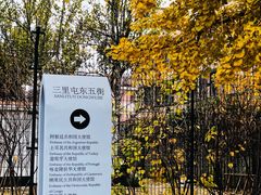 -三里屯东五街银杏大道