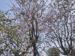 -顺峰山公园