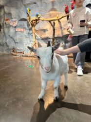 -Zoolung Zoolung动物主题公园(海信广场店)