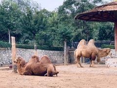 -石家庄市动物园