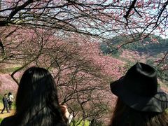 -新建村梅花