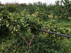 -前小桔亲子创意农场·草莓采摘·露营烧烤