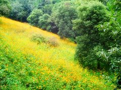 -西湖风景区-江洋畈生态公园