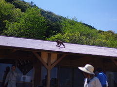 -岚山猴子公园