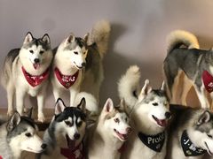 -Husky Go! 哈士奇体验馆·宠物咖啡厅狗咖