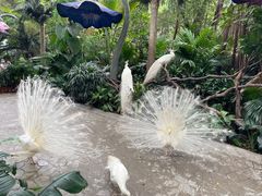 -广州长隆飞鸟乐园