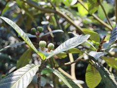 -东山风景区(洞庭东山)