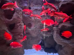 -成都浩海立方海洋公园