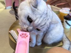 -藏猫猫咖啡主题馆(中央大道店)