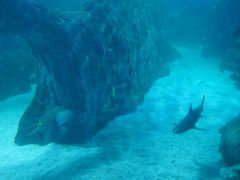 -悉尼海洋生物水族馆