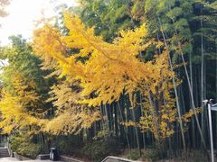 -宝岩生态观光园