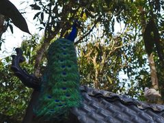 -中国科学院西双版纳热带植物园