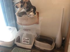 -猫大福·Fortune Cat猫舍(百子湾店)
