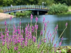 -上海辰山植物园