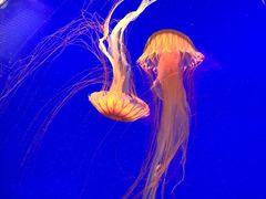 -上海海洋水族馆