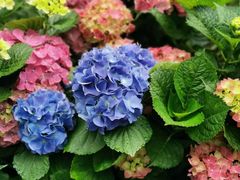 -深圳国际园林花卉博览园