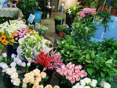 -循礼门鲜花花市(武汉循礼门店)