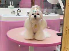 -FAELING PETS美天灵宠物(富力广场店)