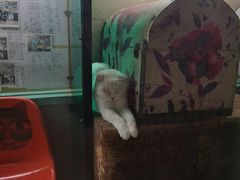-猫咪博物馆(顶澳仔猫街店)