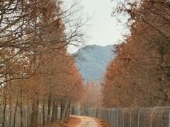 -小芝红树林