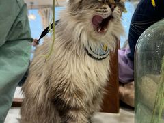 -共舞时光猫咖·狗咖(新街口店)