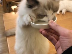 -滚猫咖啡·猫咖·猫友好撸猫(未来城店)
