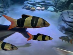 -上海海洋水族馆