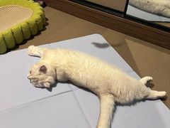 -伟伟宠物医院·CT影像中心·瑞派犬猫综合性门诊(汉口总院)