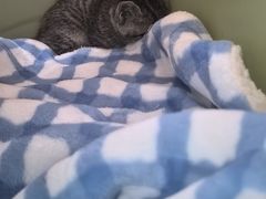 -纳吉亚猫专科动物医院博雅分院