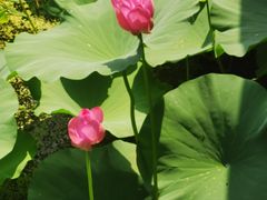 -羊亭河湿地公园