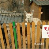 肥肠肥肠想出去玩