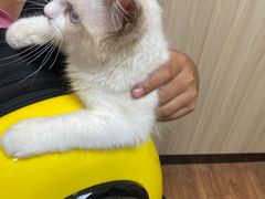 -瑞派紫金宠物医院24小时·骨科·中兽医·重症转诊中心(番禺大石院)