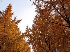 -四川大学(望江校区)