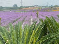 -紫颐香薰山谷景区
