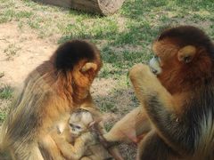 -大连森林动物园