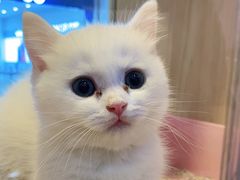 -爪爪喵星球·猫舍(前海卓越店)