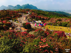 -贵州百里杜鹃风景名胜区