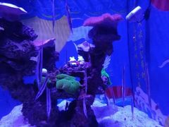 -烟台海昌鲸鲨海洋公园