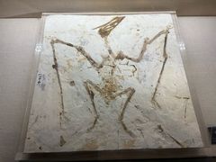 -安徽省地质博物馆